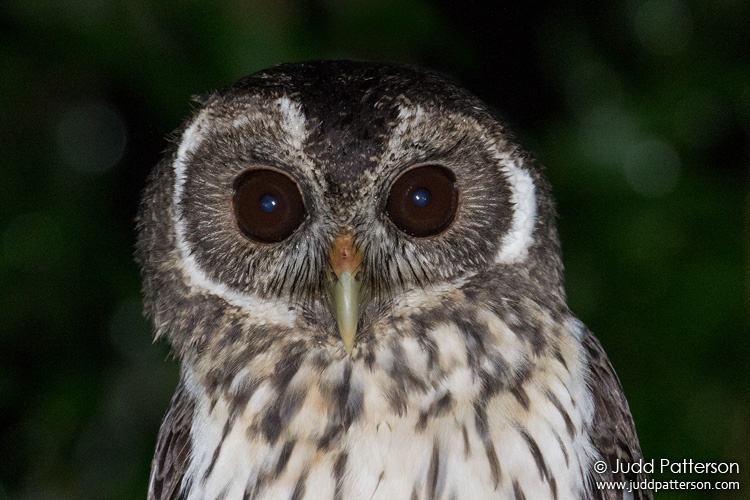 Mottled Owl, La Milpa Field Station, Belize